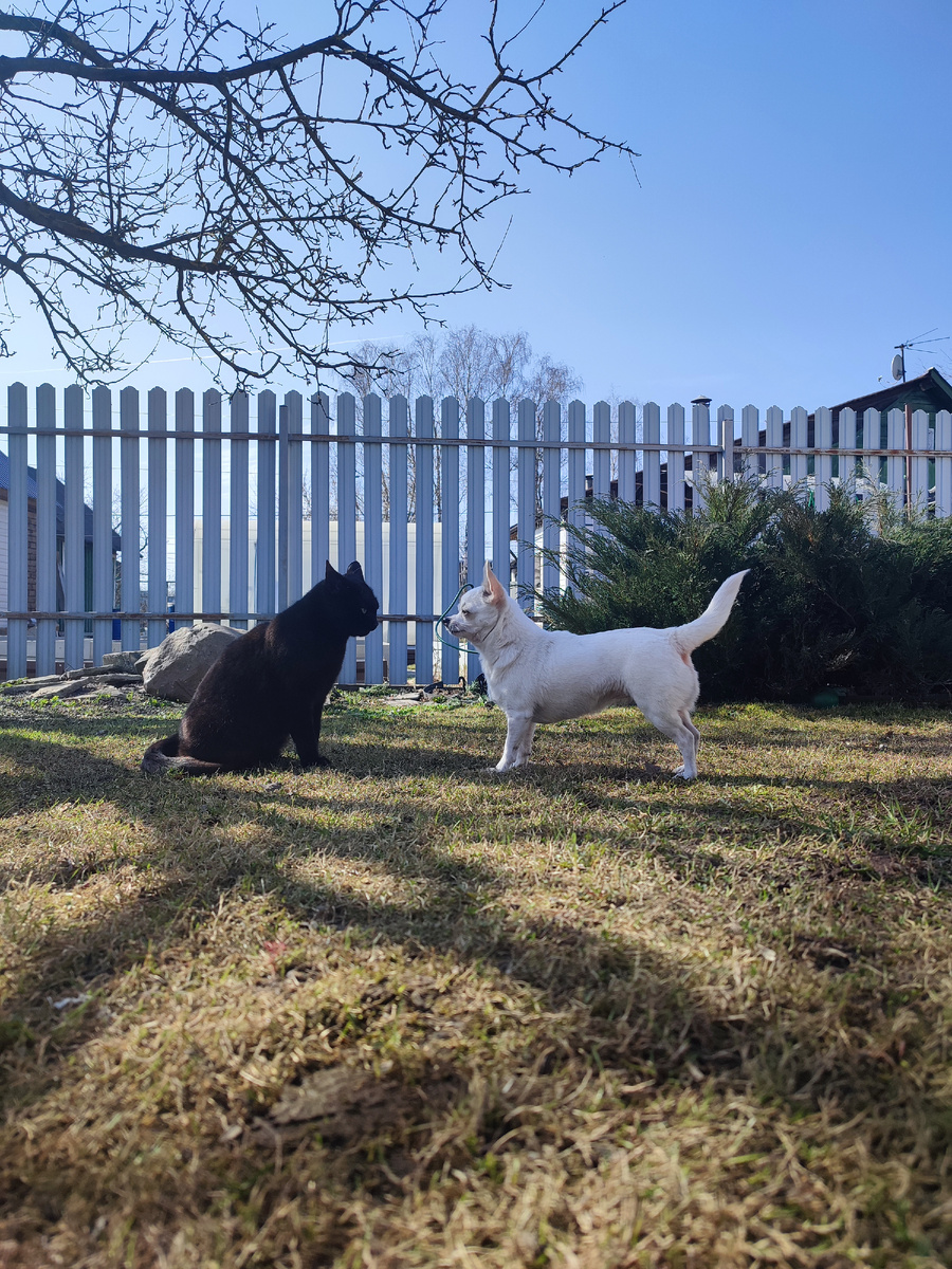 Брунгильда и Розочка 