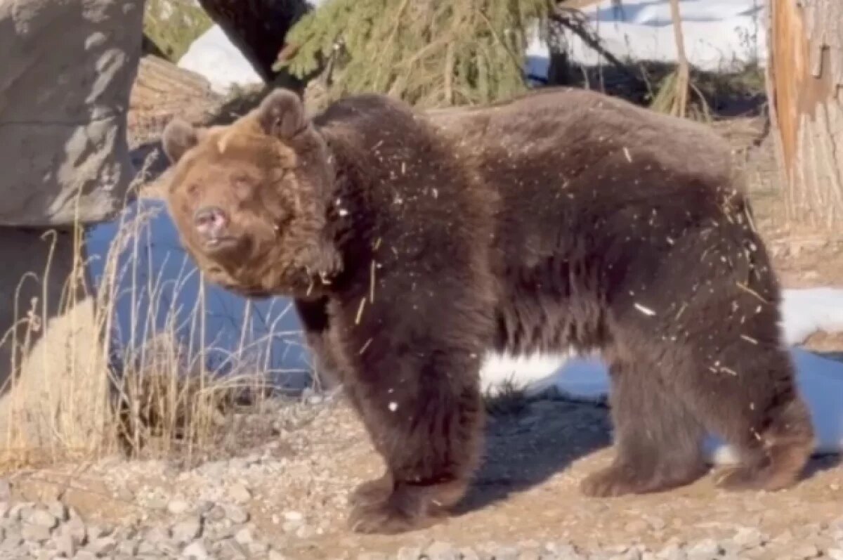    В пермском зоопарке после спячки проснулись медведи