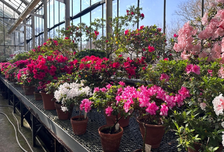 фото: Ботанический сад БИН РАН