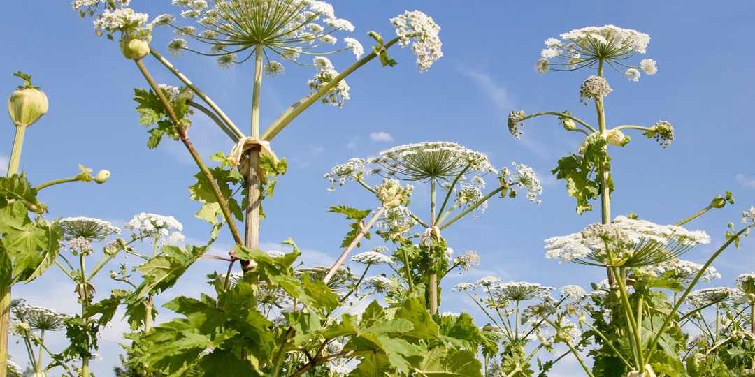 И снова о борщевике