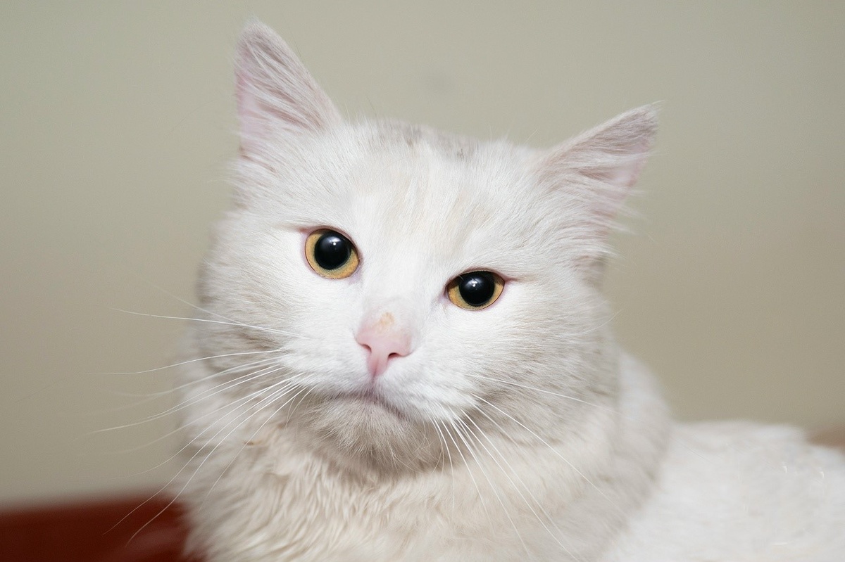 Мурмурчик, 10 месяцев – постоялец приюта.