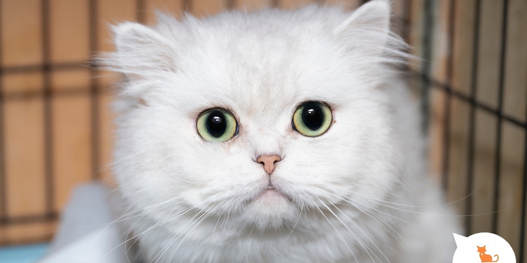 Белоснежные котики приюта
