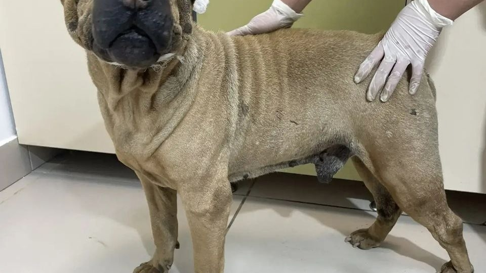 Вчерашний день был насыщенный: Поездка на Донецк. Результаты обследования животных