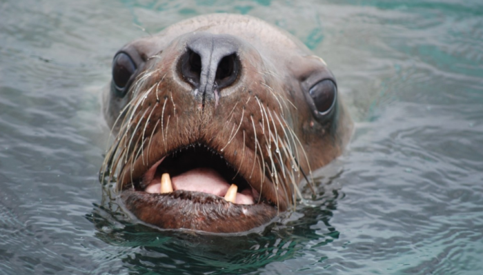 Встревоженный сивуч пытается предупредить об опасности / фото: pxhere.com