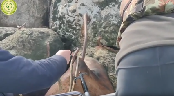 Зоозащитники снимают тело сивуча с металлического штыря / скриншот кадра видео фонда «Зелёный Сахалин»