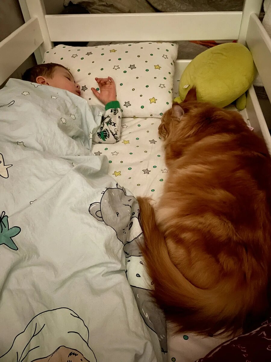 Мейн-кун и ребенок