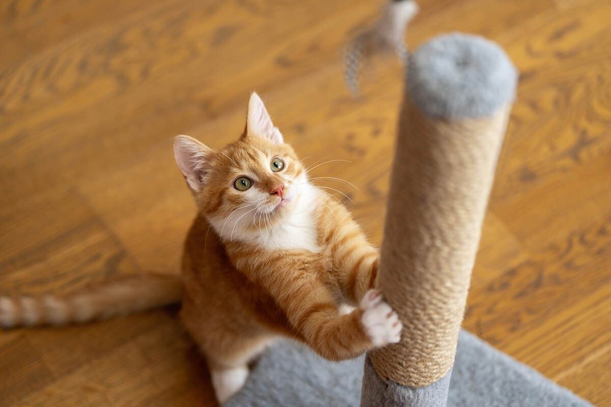 Точение когтей — не баловство. Для кошек это жизненная необходимость. Источник: Andrii Yalanskyi / Shutterstock / FOTODOM📷
