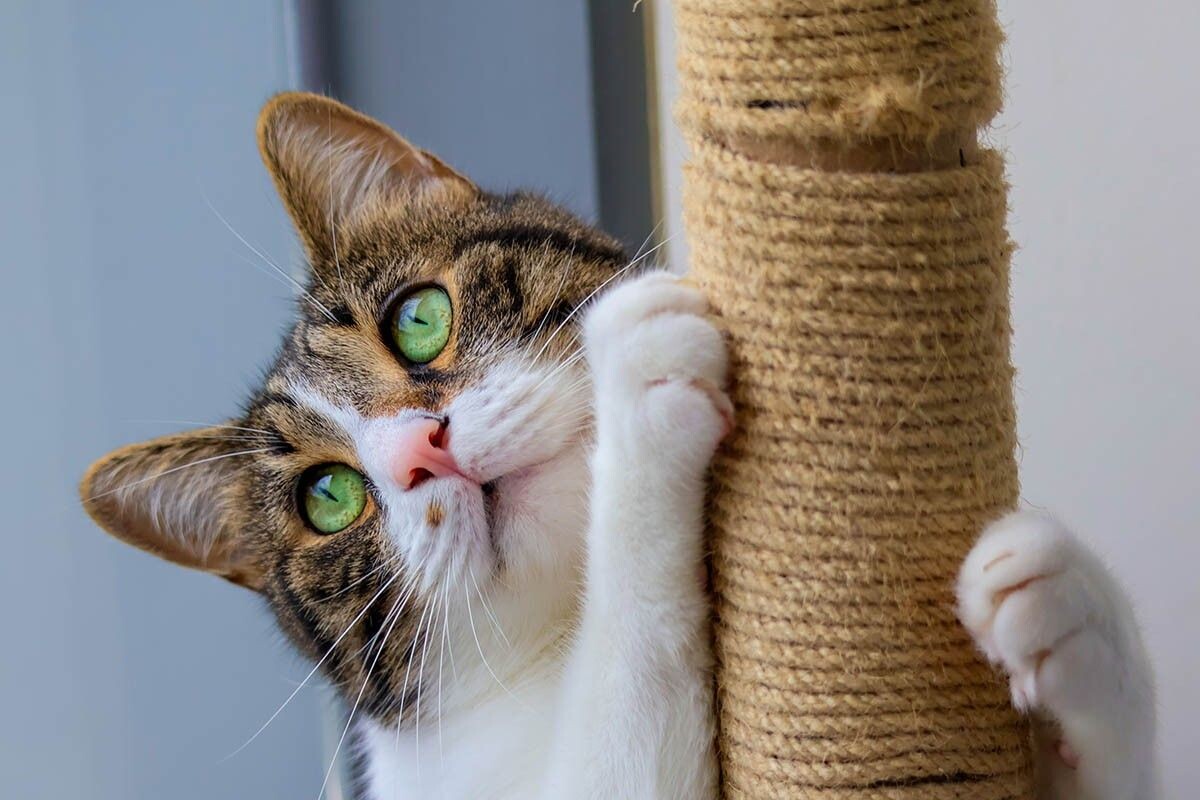 Взрослых котов тоже можно научить. Только дайте им больше времени. Источник: Oksana Sahinoglu / Shutterstock / FOTODOM📷
