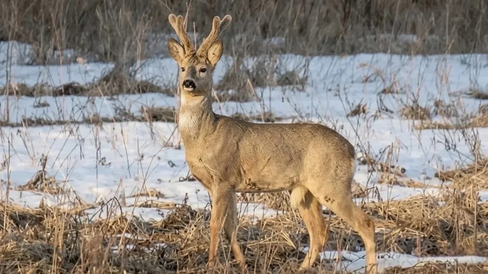    Фото: vk.com/upr_zhivmir