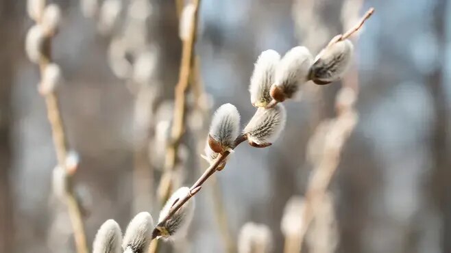 Не совершайте эту ошибку: нужно ли на самом деле ставить вербу в воду и как сохранить букет до следующей Пасхи