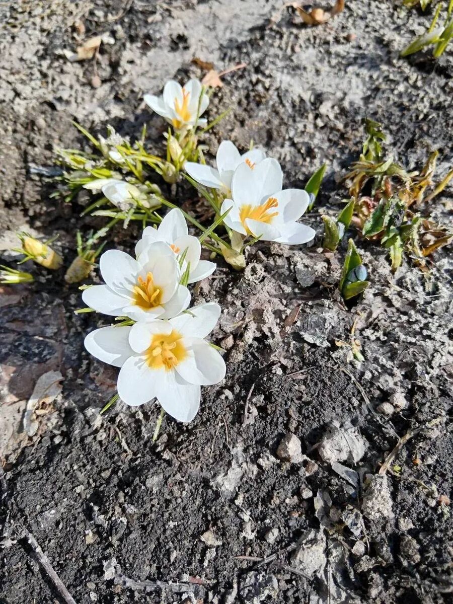 У нас вот они радуют глаза 