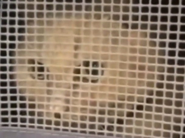 Предательство или безвыходный случай? 11-летнего кота оставили в московском аэропорте. Что делать, если с котом не пускают в самолет