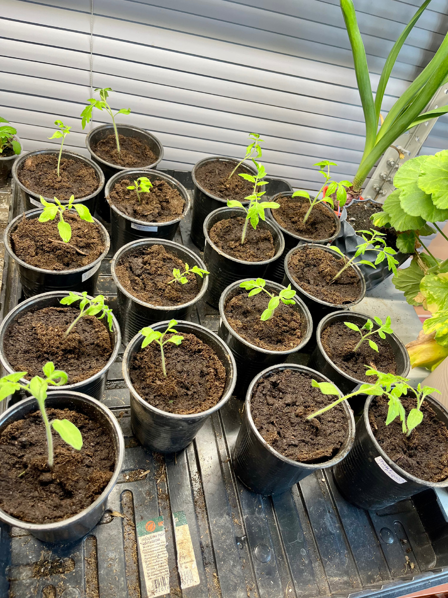 Свежепикированные томатики