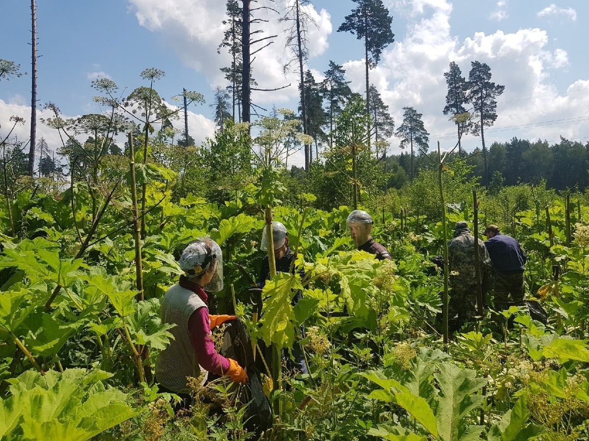 Иллюстрация: Яндекс  📷
