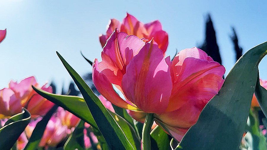    © АО "ТВ Центр"