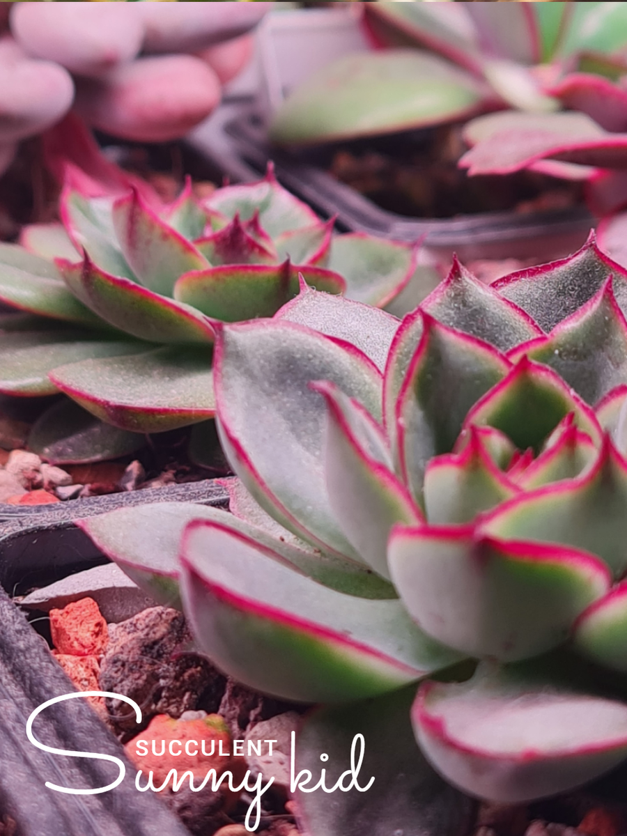 Echeveria ‘Esther’