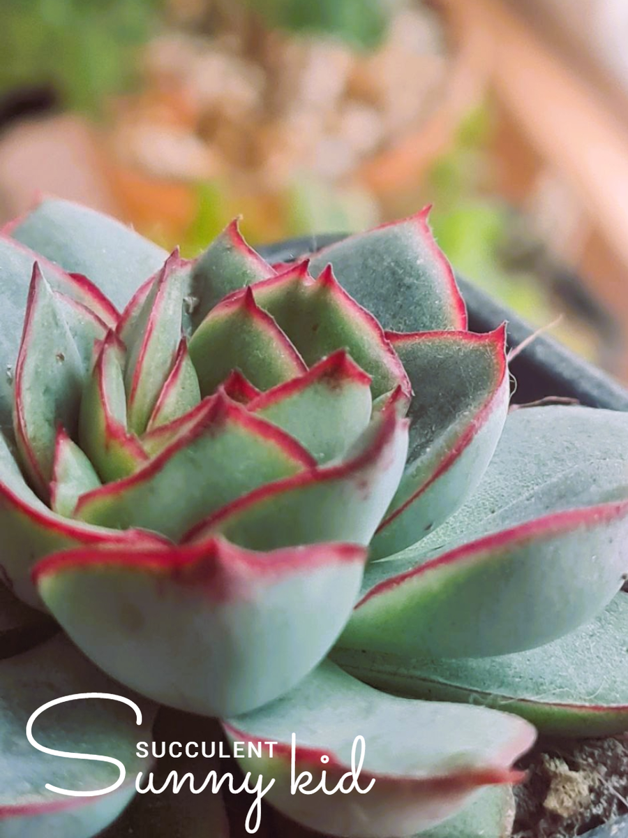 Echeveria ‘Esther’
