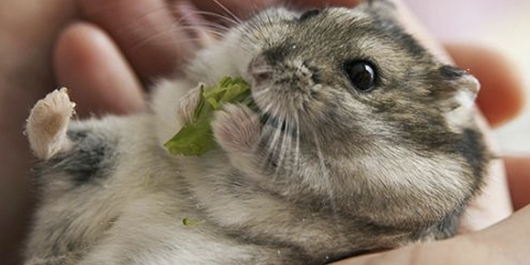 Джунгарский хомяк: Пушистый друг с особенностями