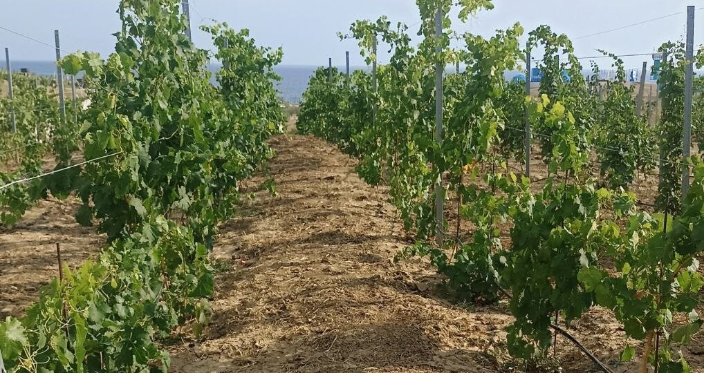 Крымское сухое и не только...