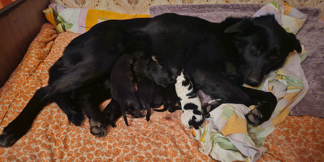 Помогите. Помогите спасти собак.