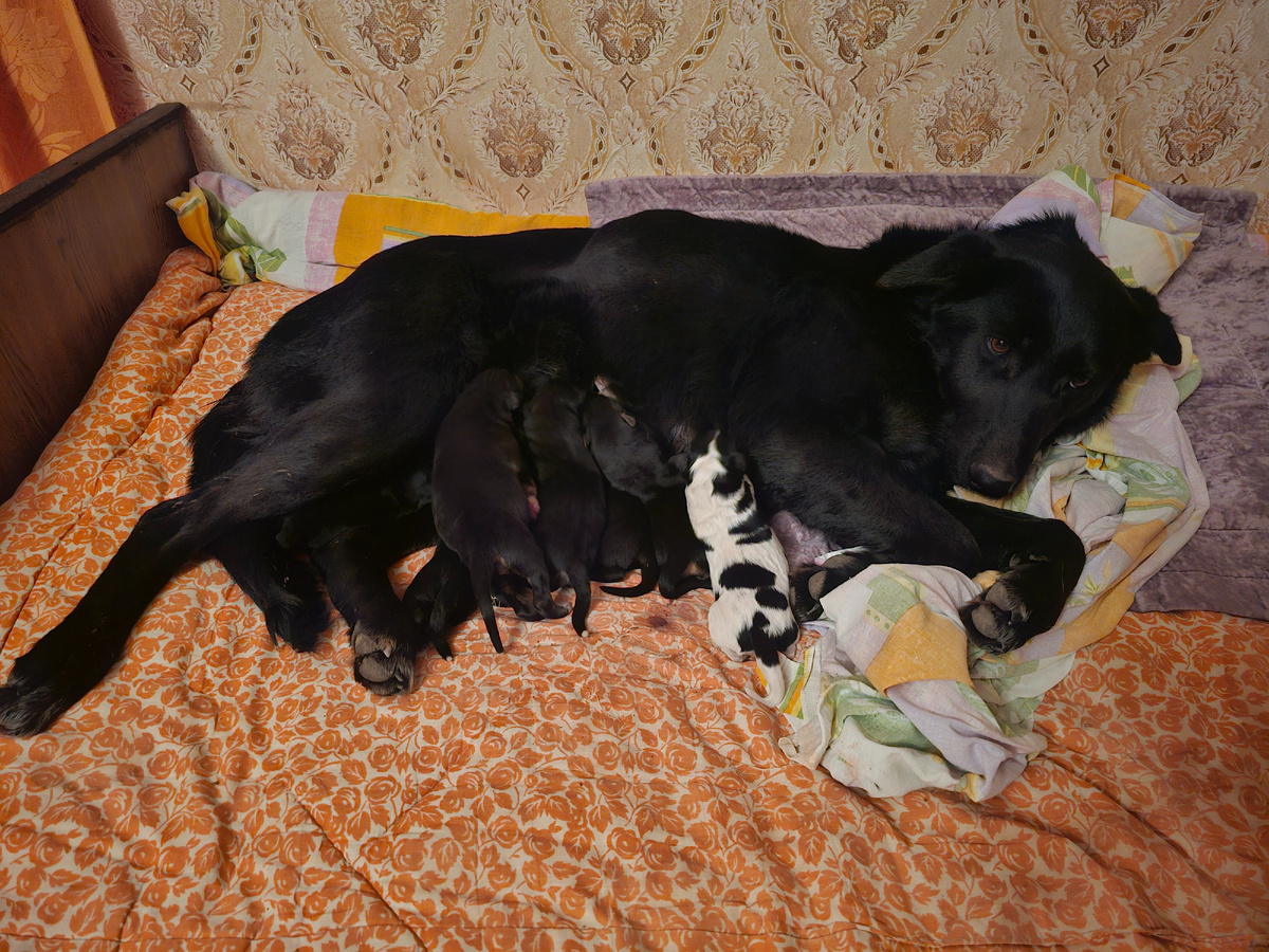 Фото автора. Мама собака и ее дети. Очень нужна помощь для мамы.