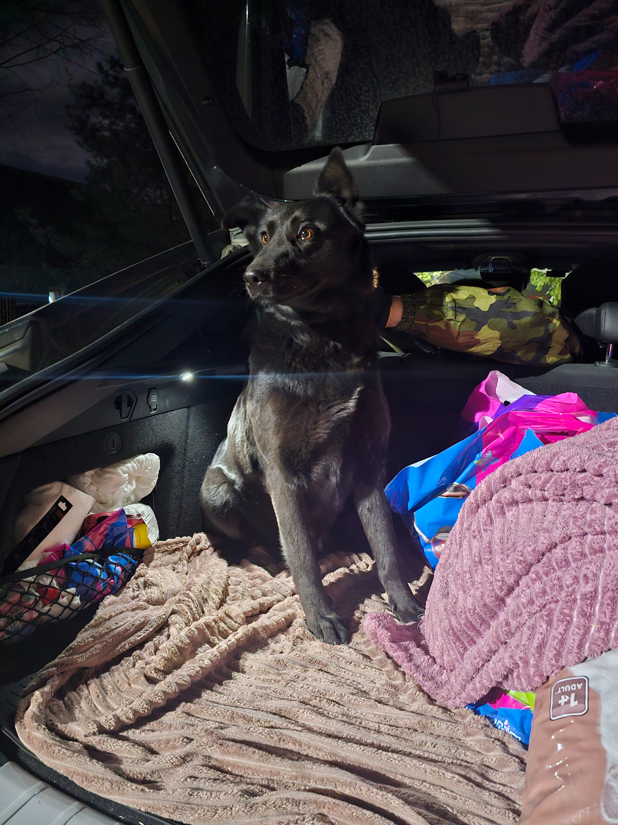 Фото автора. Вторую собаку надо показать врачу как можно скорее.