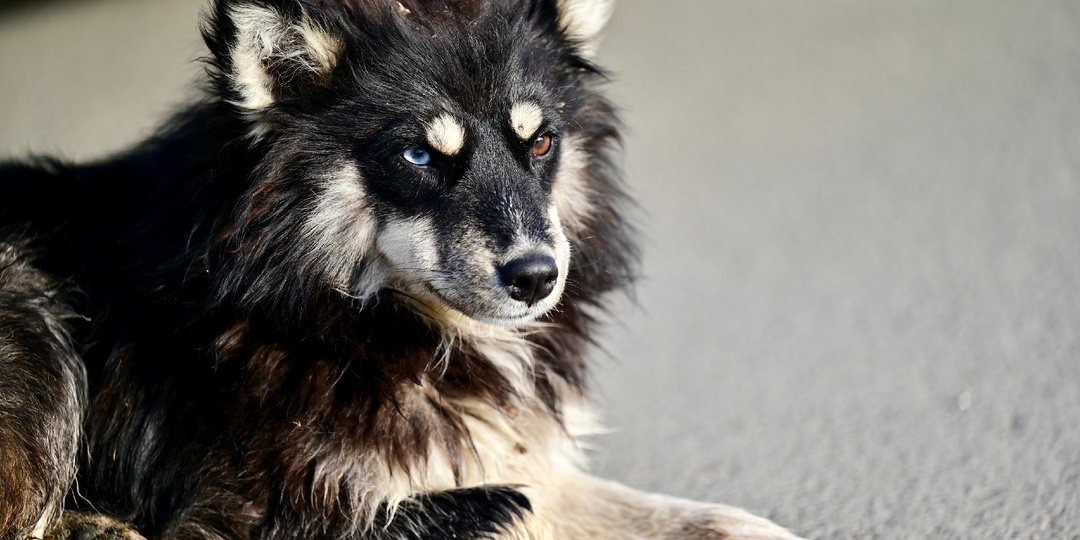 Хищение бюджетных средств при отлове бездомных животных: пробелы в контроле, последствия и меры профилактики