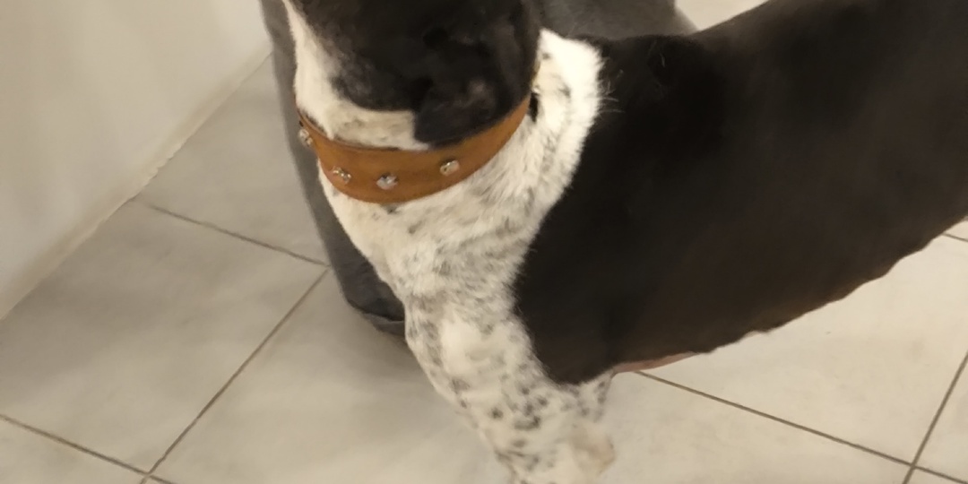 Тутси и новости.