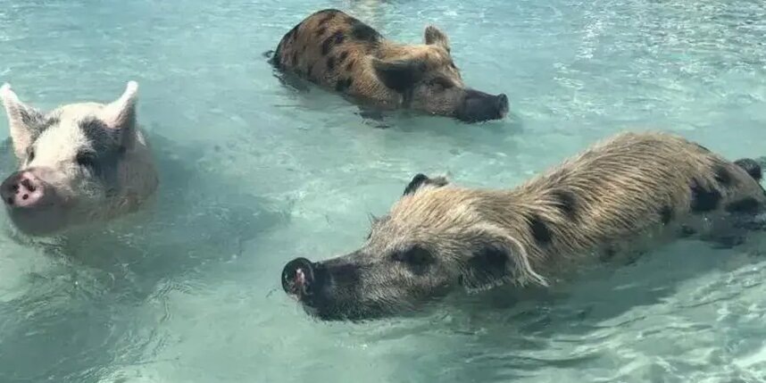    Багамские поросята в естественной среде обитания.соцсети / @jimmyrox