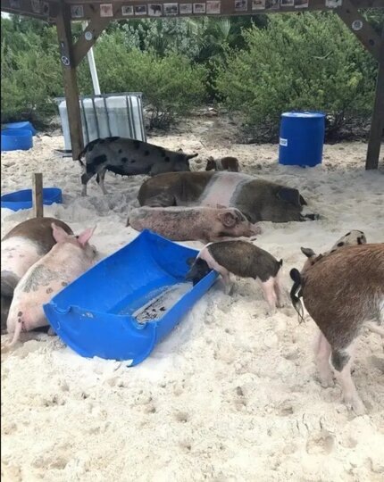    Хрюшки отдыхают после водных процедур с туристами.соцсети / @jimmyrox