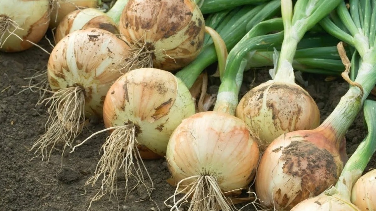 Чтобы вырастить хороший лук, нужно использовать… СОЛЬ