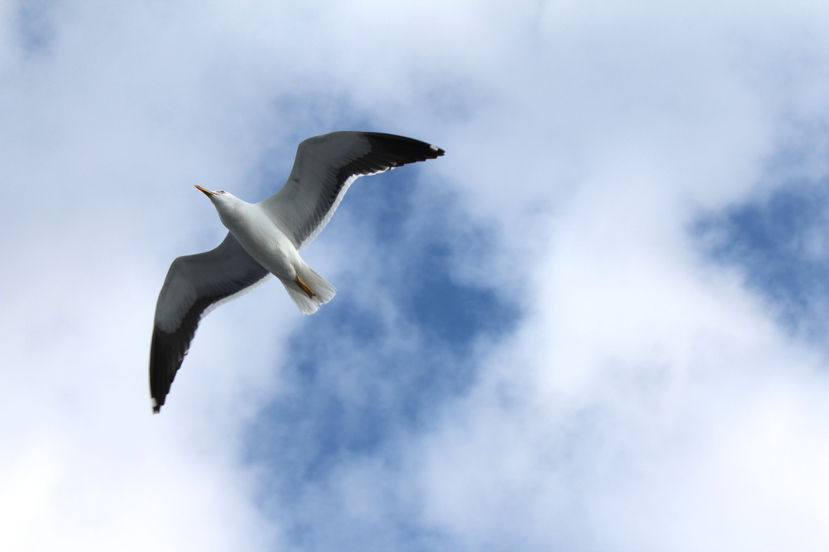 Многовековый символ Соловков. Фото автора. 