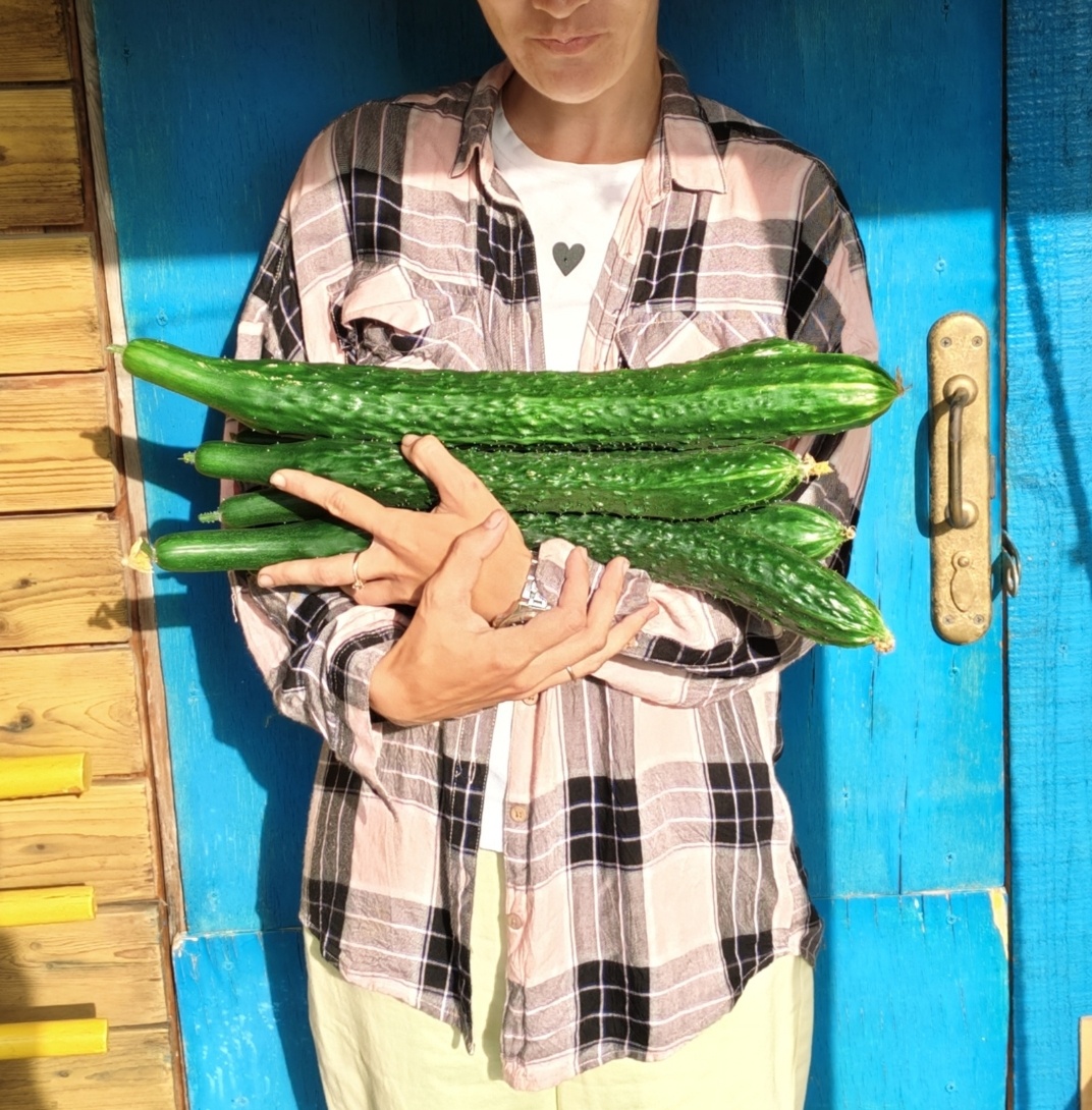 Шанхайский молодец огурец в конце июня