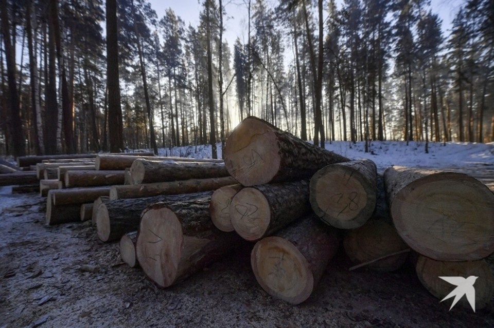    Свердловчанина будут судить за контрабанду 840 кубометров древесины стоимостью 8 миллионов рублей Иван МАКЕЕВ