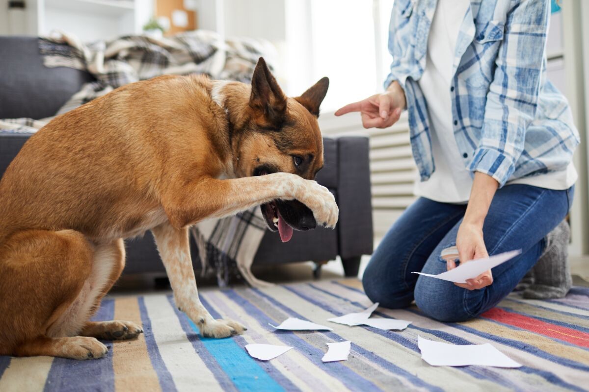 Хозяйка делает «выговор» собаки 