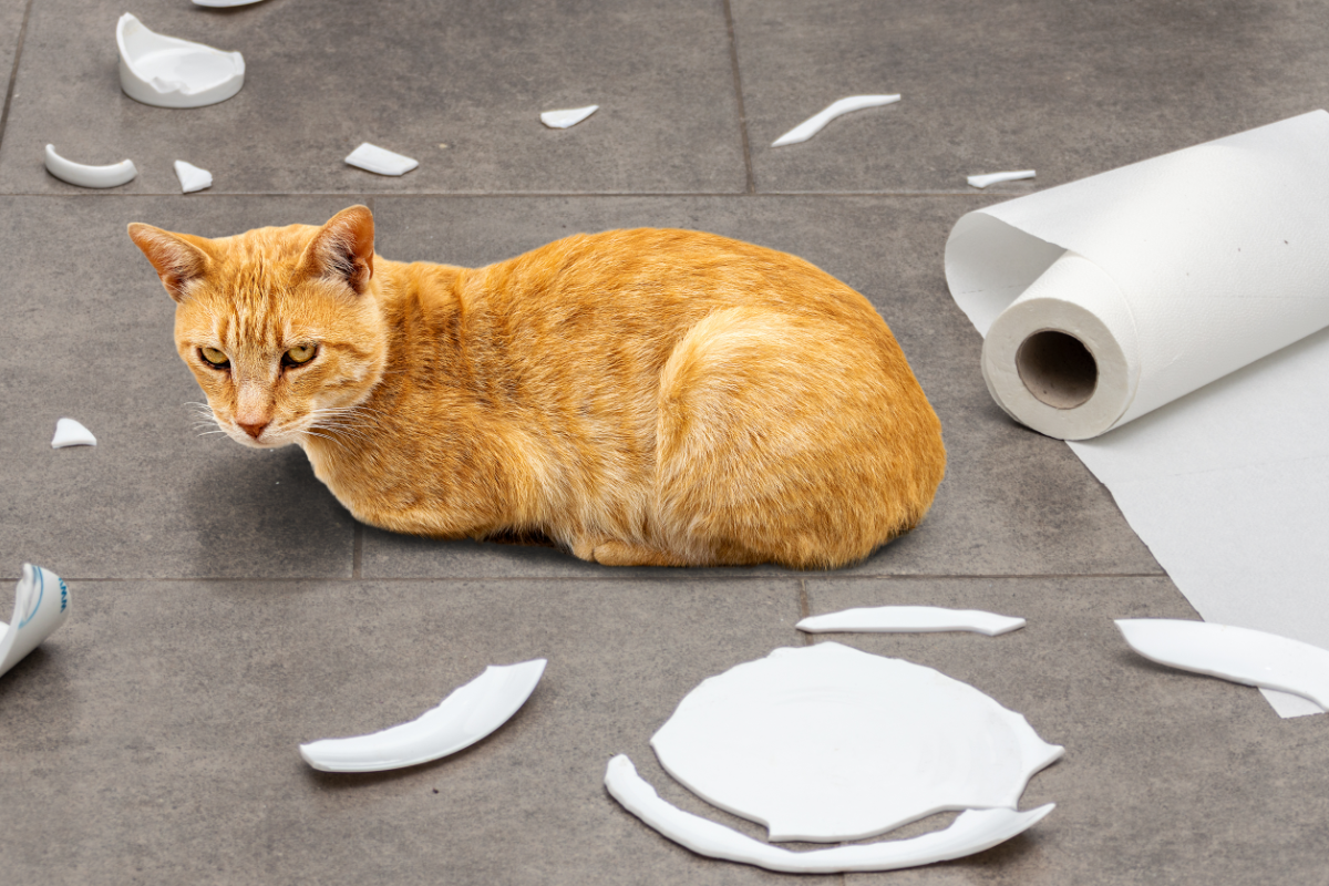 Кот «набедокурил»