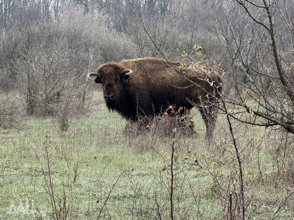    Фото: Донецкое агентство новостей