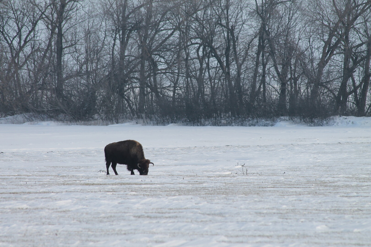    Без резких движений. Дончанам рассказали, как себя вести при встрече с бизонами