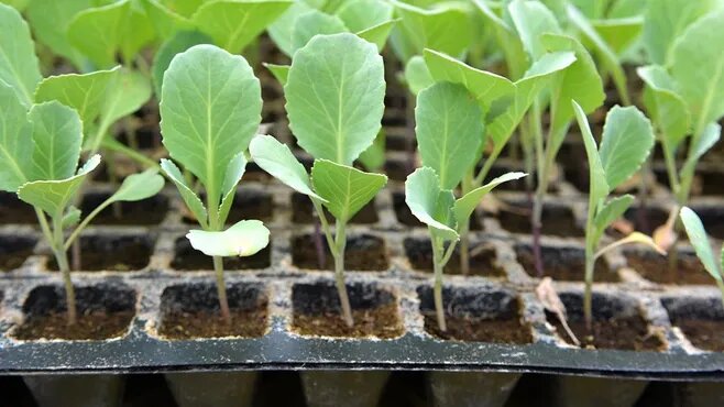 Фото: istockphoto.com/Orest Lyzhechka