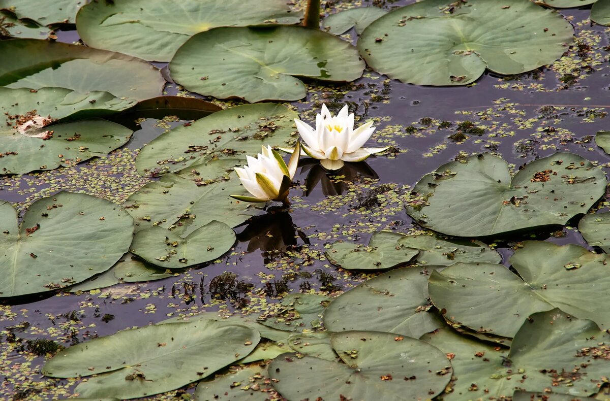     © РИА Новости. Алексей Даничев