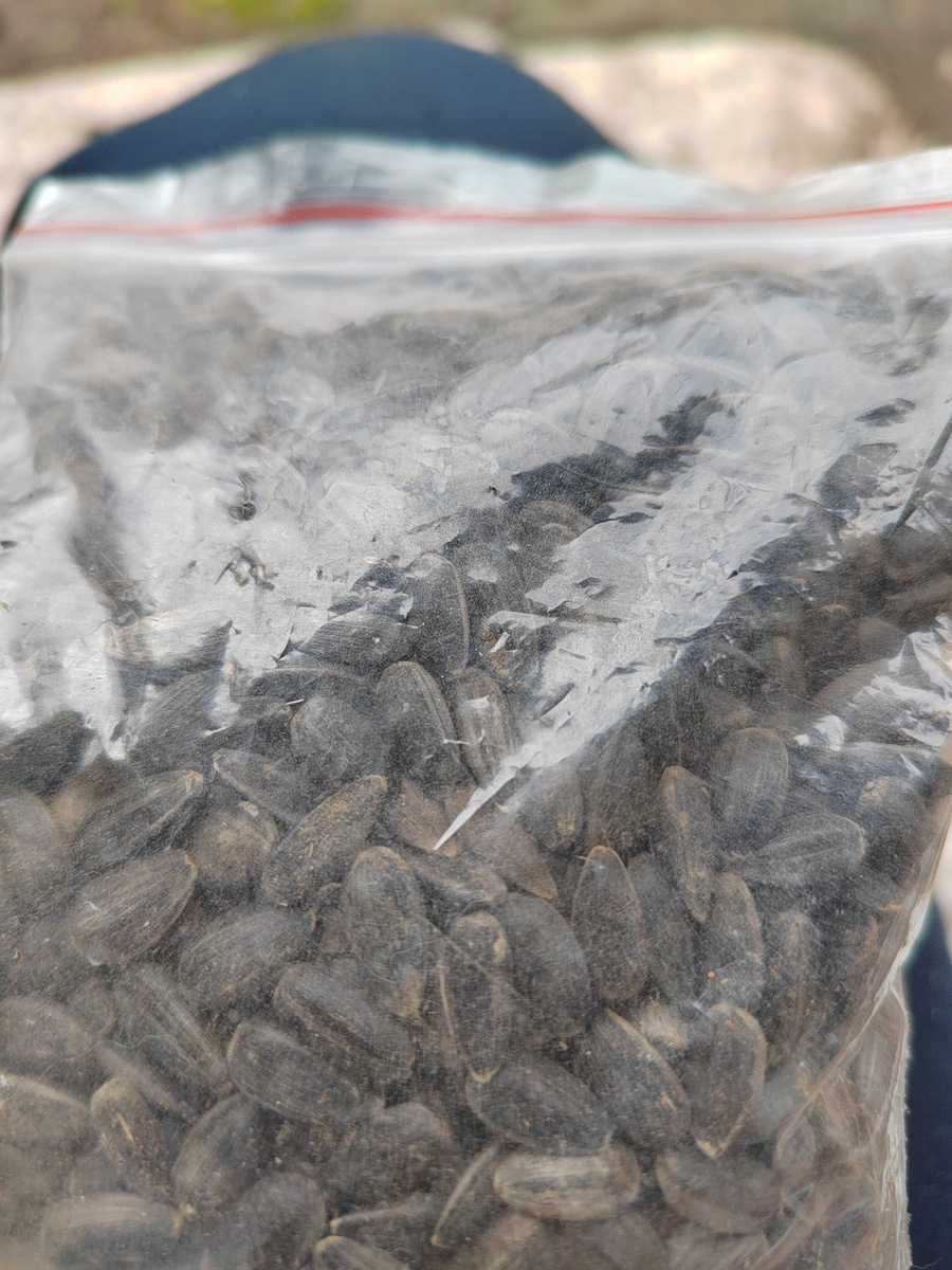 Семена подсолнечника