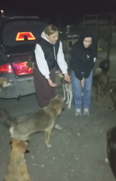 Как радовались собачки. Они всегда рады гостям