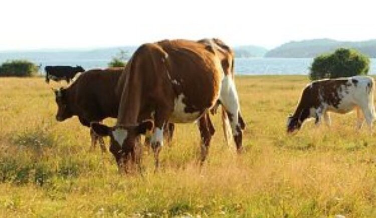    Фото: Россельхознадзор РФ