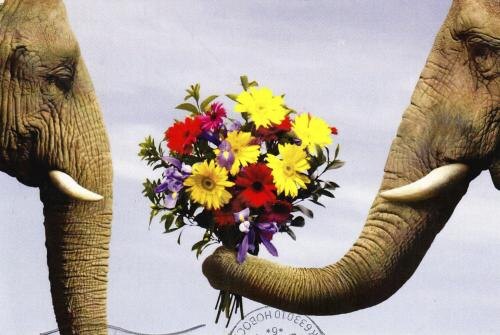 Больше чем нос: на что способен хобот слона?