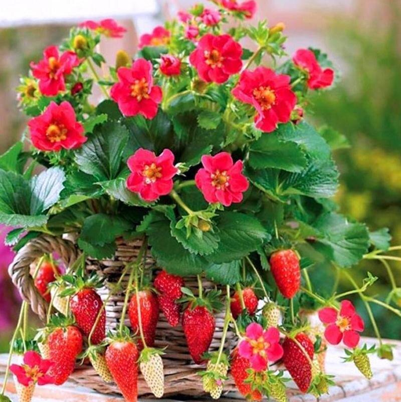 Клубника на подоконнике круглый год? – Легко! Учимся выращивать клубнику в доме и квартире