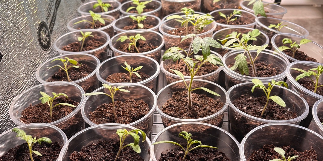 Заметки: про рассаду, погоду и место силы 📝