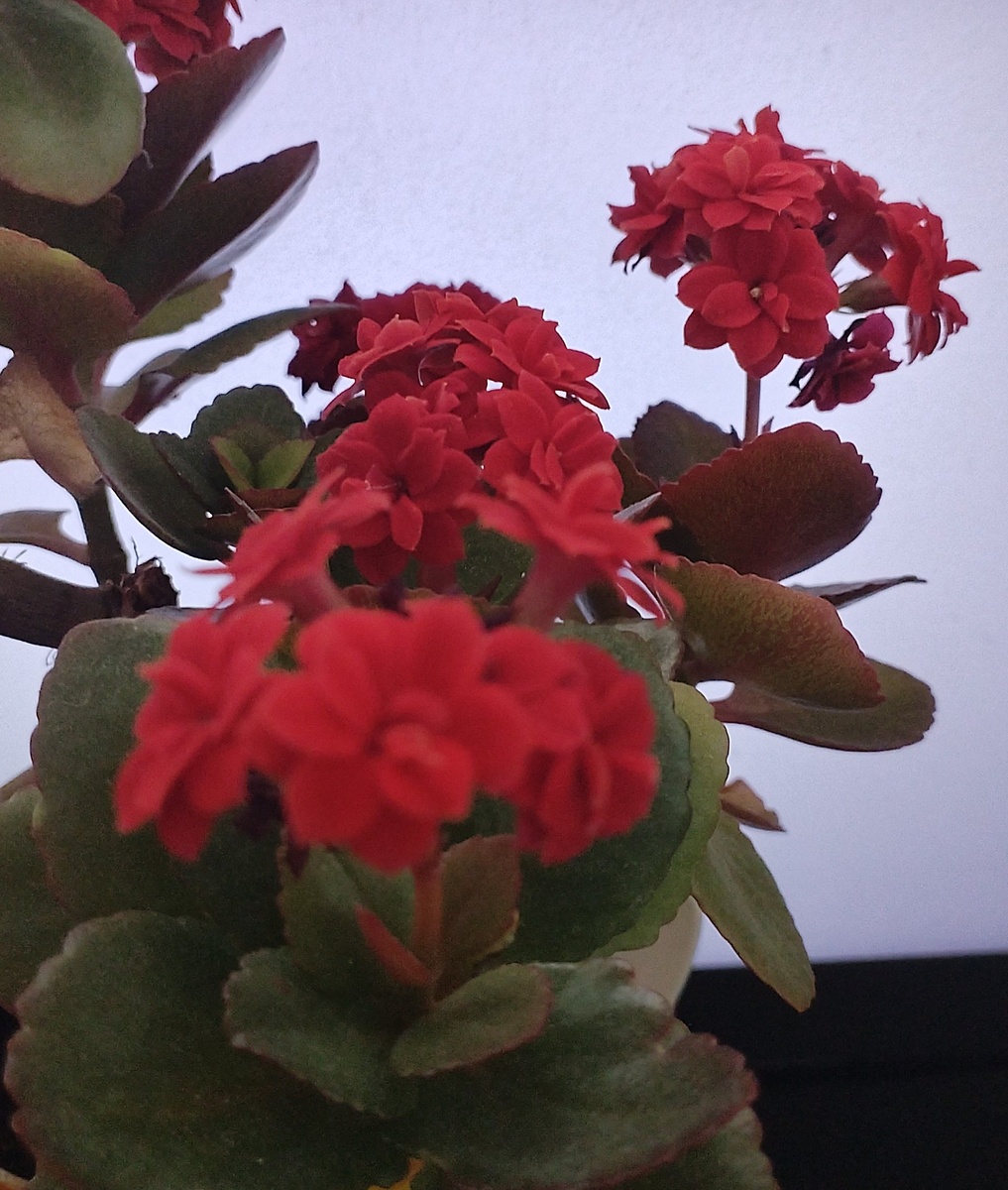 Задумчивый силуэт цветущего каланхоэ. А то чего всё настурции. Хотя настурции цветут бурно, ещё наснимаю их, видимо)