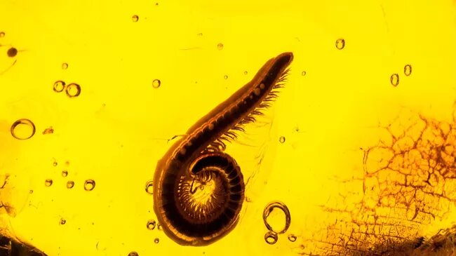 Янтарь с инклюзами (включениями), часто ими бывают насекомые, паукообразные, частицы растений или пузырьки воздуха, попавшие в смолу миллионы лет назад. Эти «пленники» сохраняются в неизменном виде, представляя высокую научную и коллекционную ценность