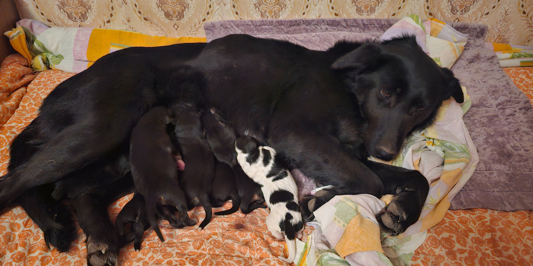 Помогите. Помогите спасти. Спасти собак.