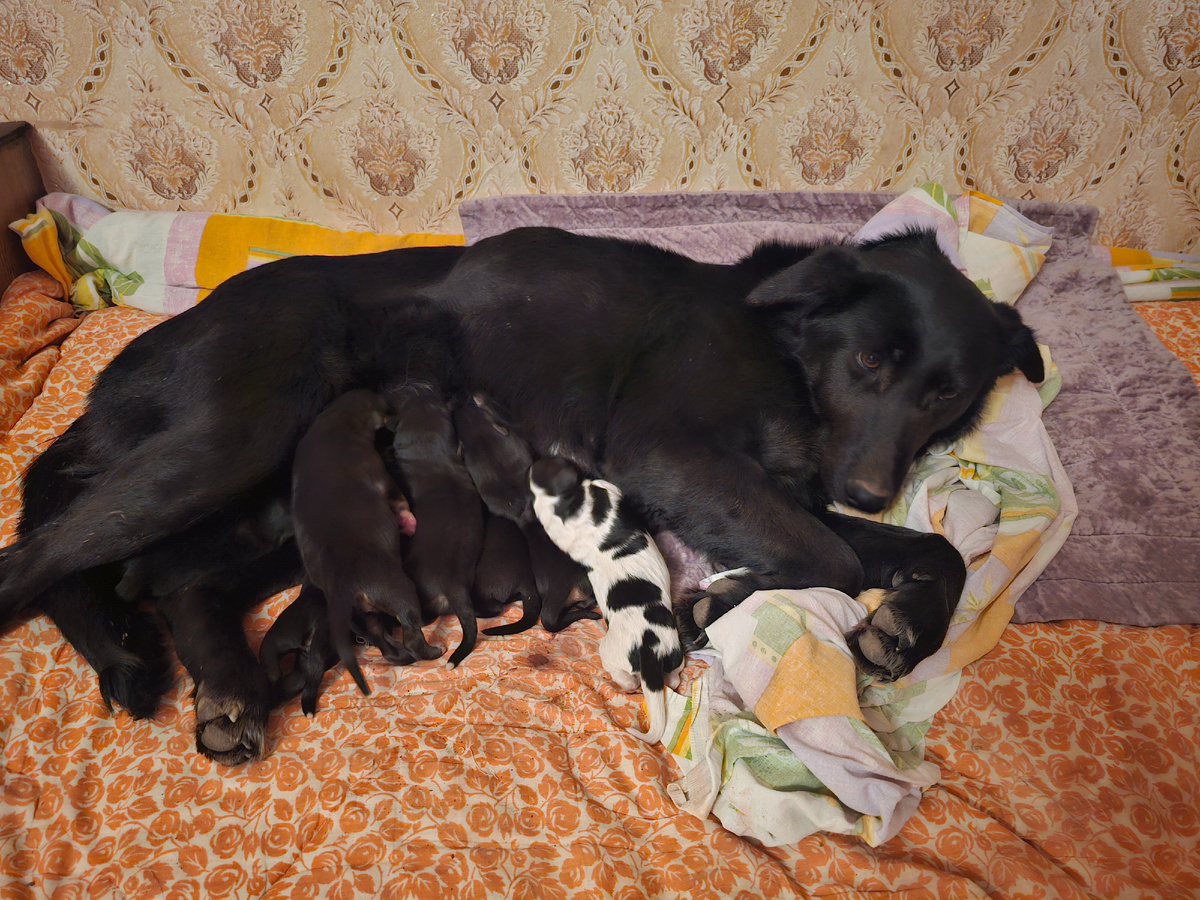 Фото автора. Мама собака и детки.